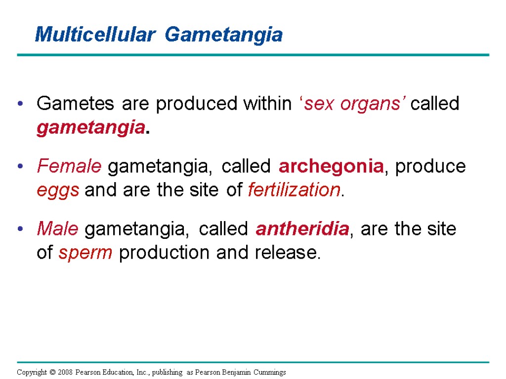 Multicellular Gametangia Gametes are produced within ‘sex organs’ called gametangia. Female gametangia, called archegonia,